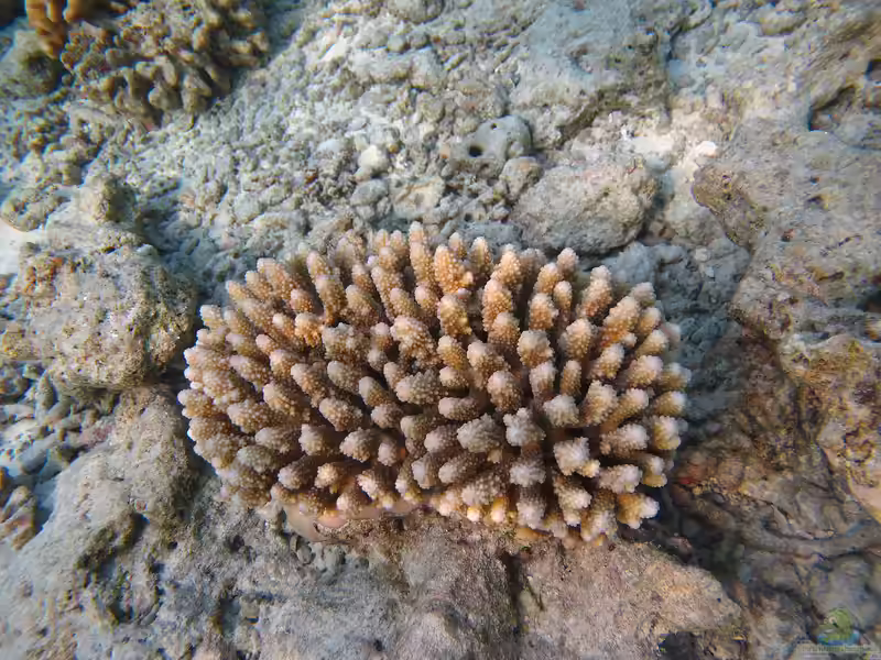 Acropora lutkeni im Aquarium halten (Einrichtungsbeispiele für Kleinpolypige Steinkoralle)