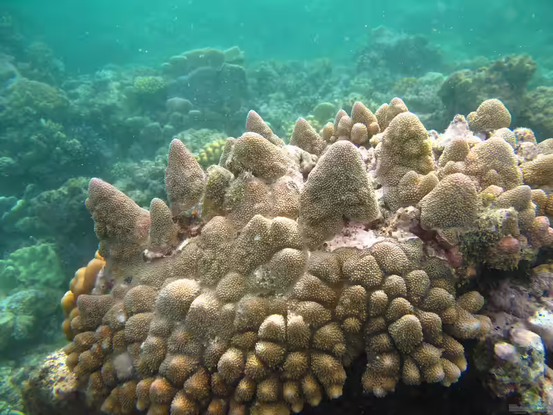 Acropora monticulosa im Aquarium halten (Einrichtungsbeispiele für Kleinpolypige Steinkoralle)