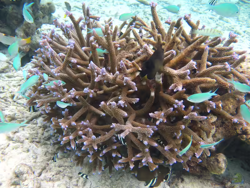 Acropora muricata im Aquarium halten (Einrichtungsbeispiele für Kleinpolypige Steinkoralle)