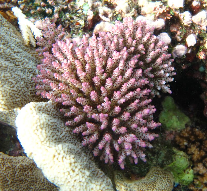 Acropora nana im Aquarium halten (Einrichtungsbeispiele für Kleinpolypige Steinkoralle)