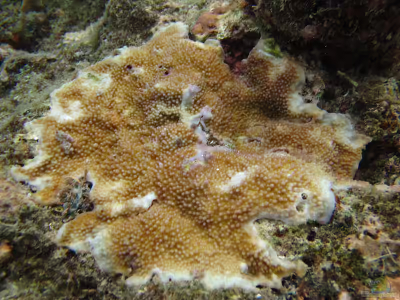Acropora palmerae im Aquarium halten (Einrichtungsbeispiele für Kleinpolypige Steinkoralle)