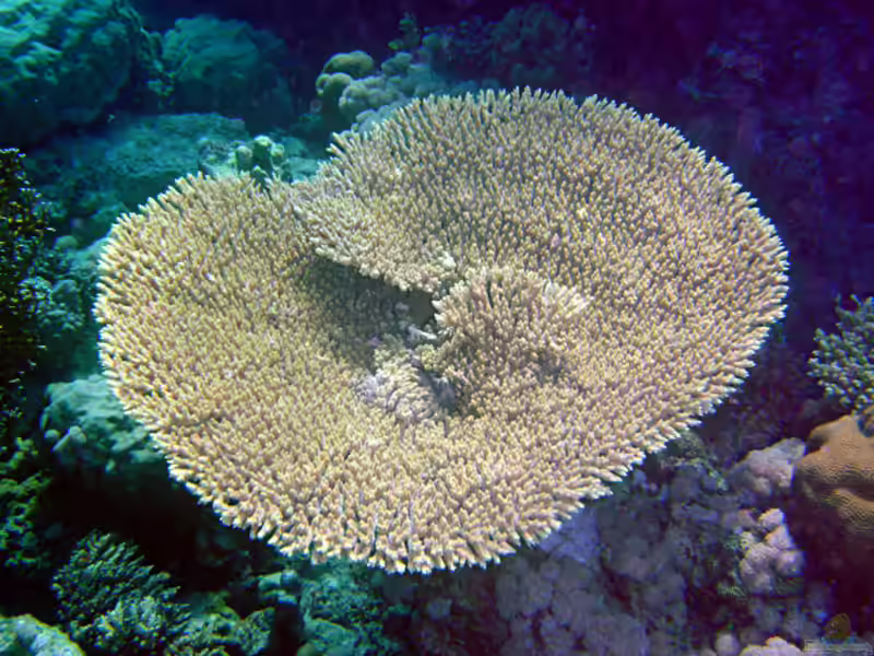 Acropora parapharaonis im Aquarium halten (Einrichtungsbeispiele für Kleinpolypige Steinkoralle)