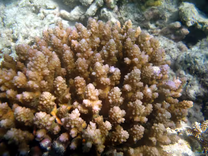 Acropora polystoma im Aquarium halten (Einrichtungsbeispiele für Kleinpolypige Steinkoralle)