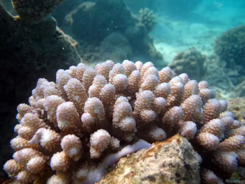 Acropora retusa im Aquarium halten (Einrichtungsbeispiele für Kleinpolypige Steinkoralle)