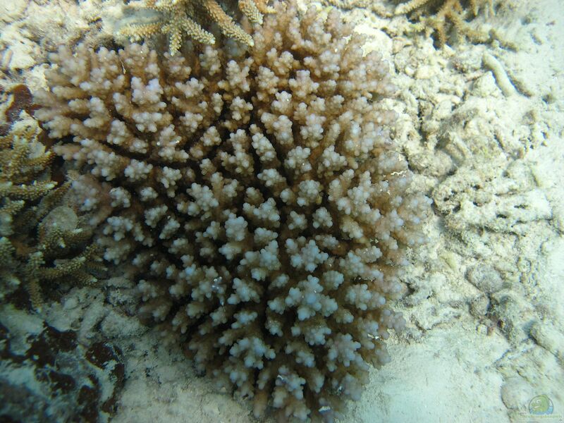 Acropora squarrosa im Aquarium halten (Einrichtungsbeispiele für Kleinpolypige Steinkoralle)