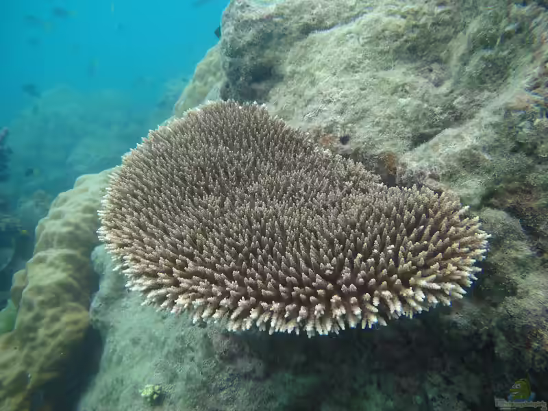 Acropora subulata im Aquarium halten (Einrichtungsbeispiele für Kleinpolypige Steinkoralle)