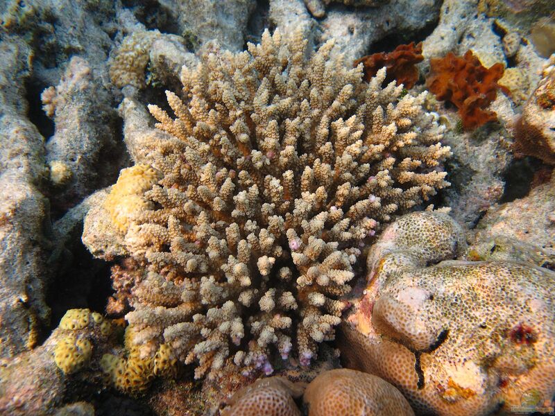 Acropora tenuis im Aquarium halten (Einrichtungsbeispiele für Kleinpolypige Steinkoralle)