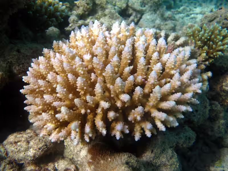 Acropora vermiculata im Aquarium halten (Einrichtungsbeispiele für Kleinpolypige Steinkoralle)