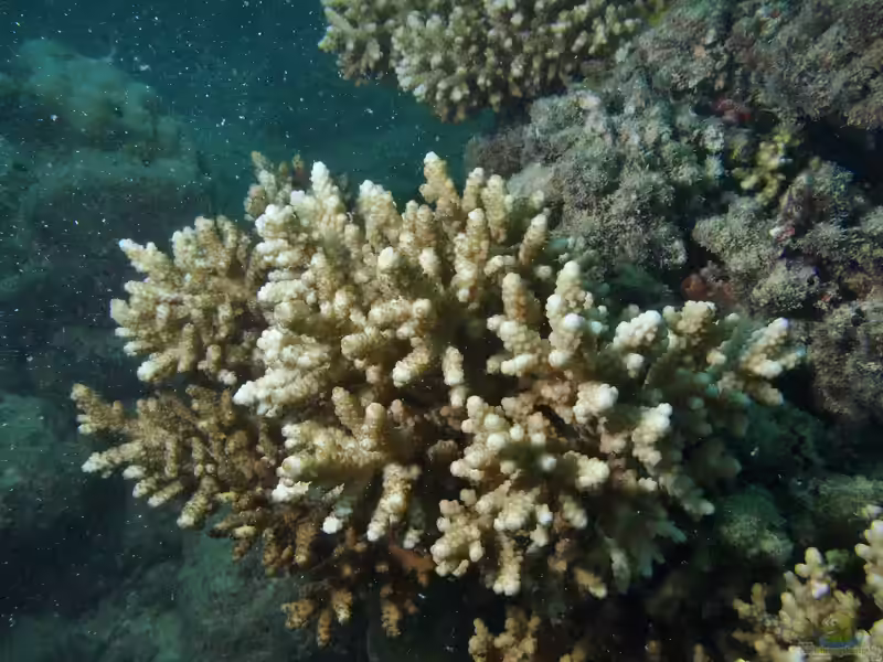Acropora verweyi im Aquarium halten (Einrichtungsbeispiele für Kleinpolypige Steinkoralle)