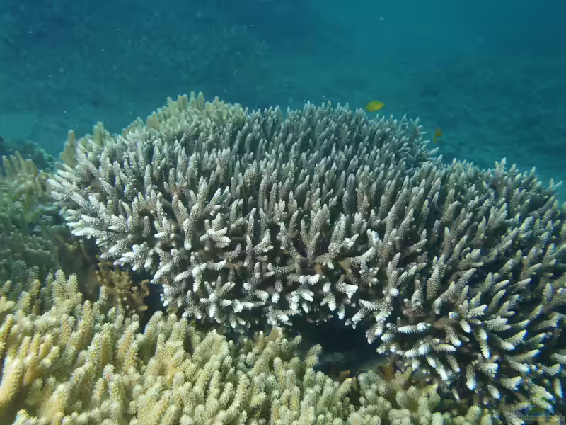 Acropora yongei im Aquarium halten (Einrichtungsbeispiele für Kleinpolypige Steinkoralle)