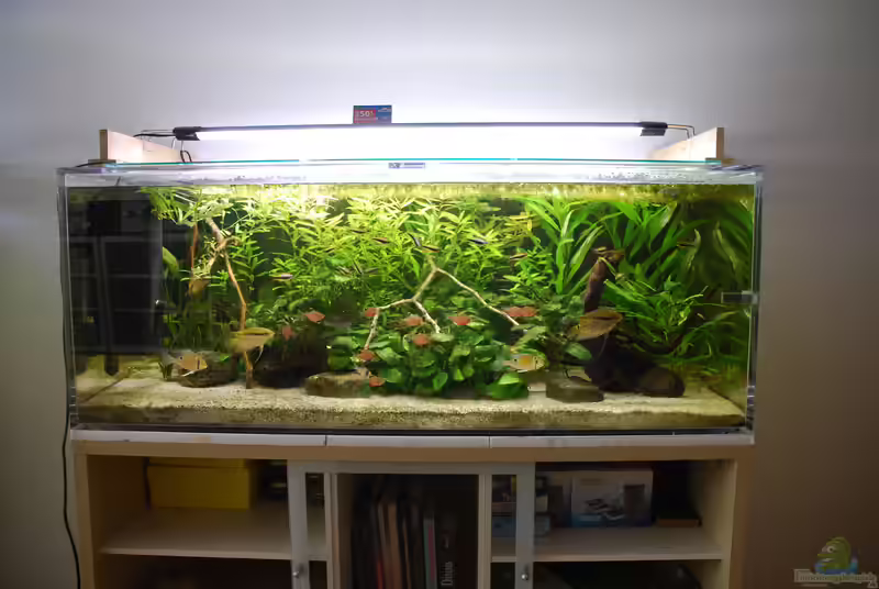 Acyl-Aquarium Vor- und Nachteile (Ein Aquarium aus Acryl-Glas verwenden)