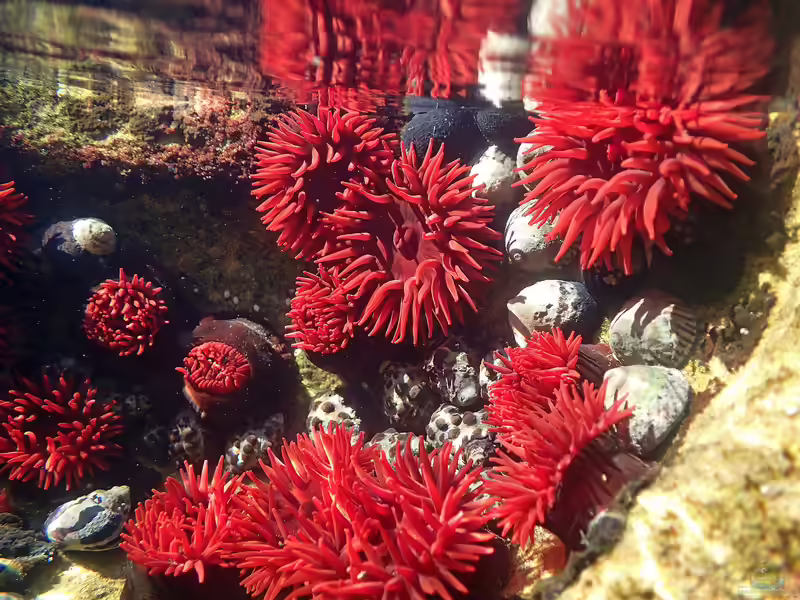 Actinia tenebrosa im Aquarium halten (Einrichtungsbeispiele für Waratah-Anemone)