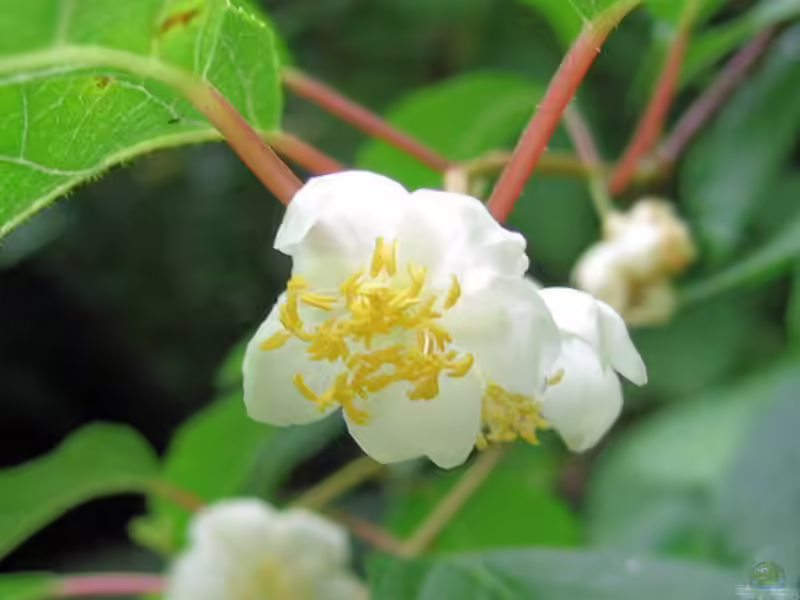 Actinidia polygama im Garten pflanzen (Einrichtungsbeispiele mit Japanischer Strahlengriffel)