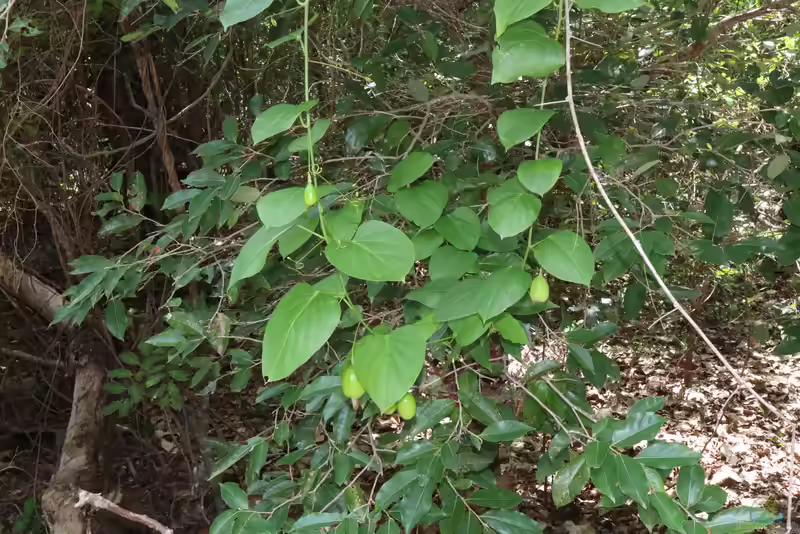 Adenia heterophylla im Terrarium pflanzen (Einrichtungsbeispiele mit Caudexpflanze)