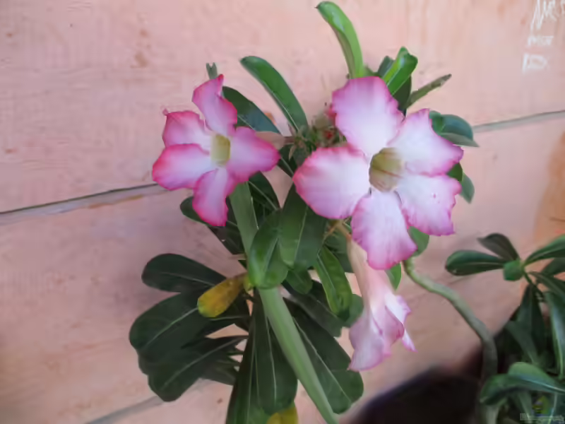 Adenium baobab im Terrarium pflanzen (Einrichtungsbeispiele mit Wüstenrose)