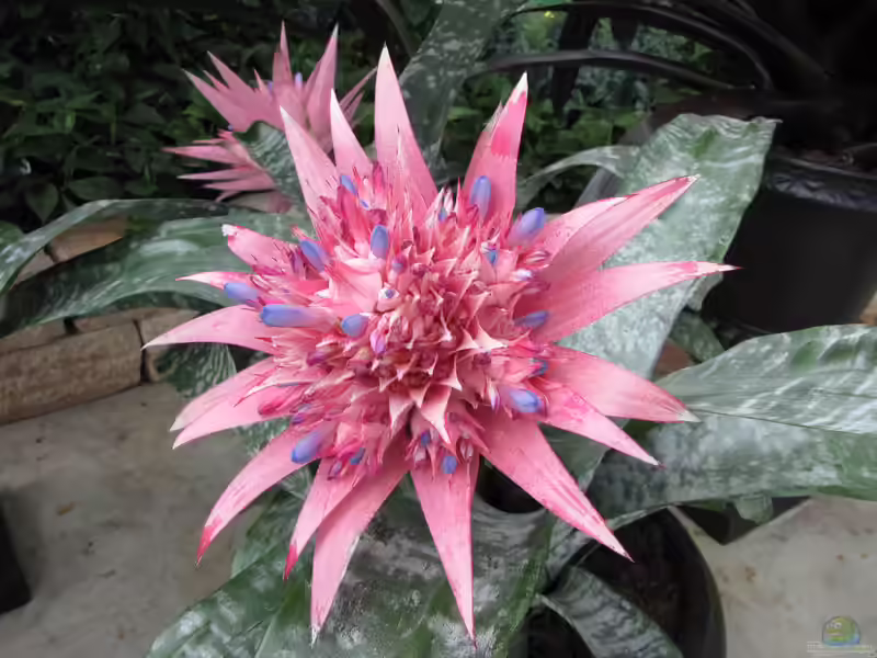 Aechmea primera im Terrarium pflanzen (Einrichtungsbeispiele mit Aechmea primera)