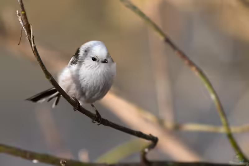 Aegithalos caudatus im Garten (Einrichtungsbeispiele mit Schwanzmeise)