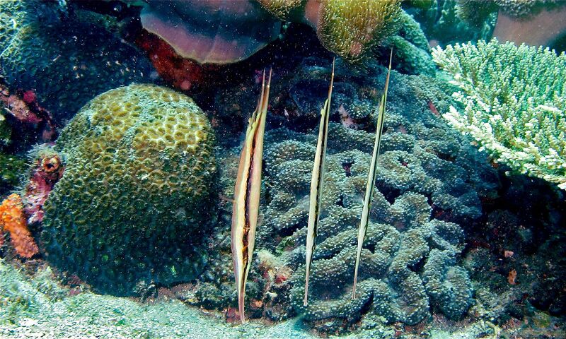 Aeoliscus strigatus im Aquarium halten (Einrichtungsbeispiele für Rasiermesserfisch)  - Aeoliscus-strigatusaquarium