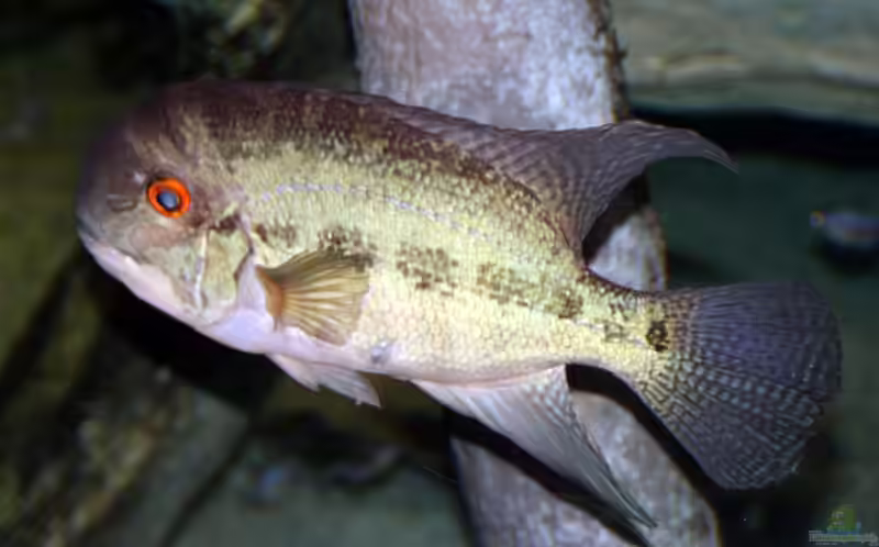Aequidens pallidus im Aquarium halten (Einrichtungsbeispiele für Zweipunktbuntbarsche)