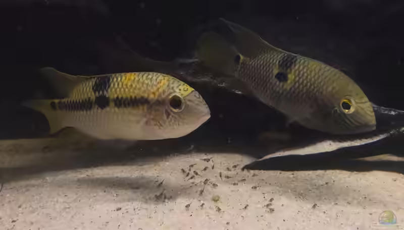 Aequidens superomaculatum im Aquarium halten (Einrichtungsbeispiele mit Orangeflecken-Buntbarschen)