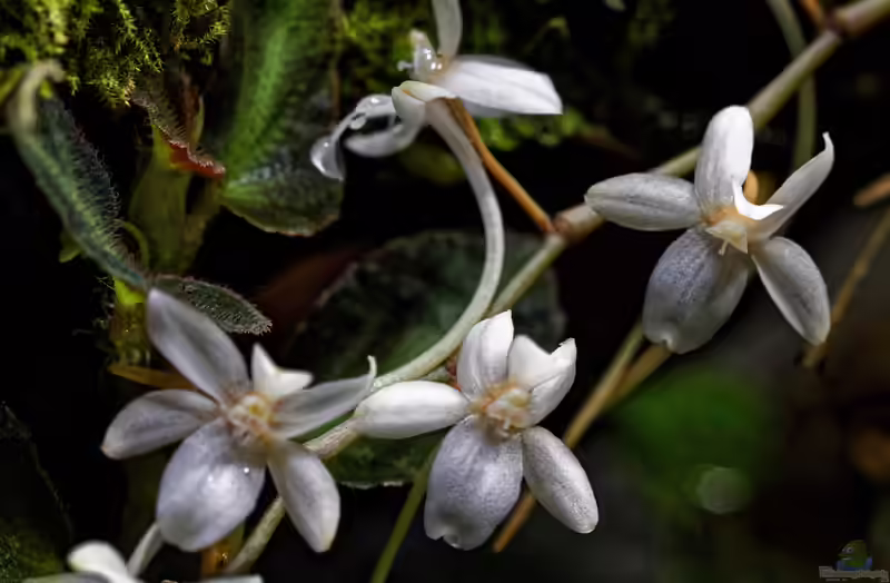 Aerangis fastuosa im Terrarium pflanzen (Einrichtungsbeispiele mit Aerangis fastuosa)
