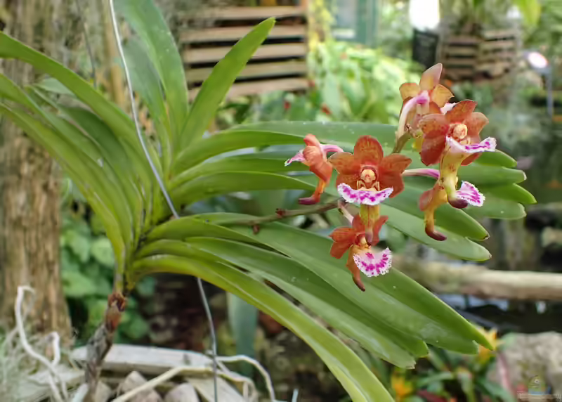 Aerides flabellata im Terrarium pflanzen (Einrichtungsbeispiele mit Aerides flabellata)