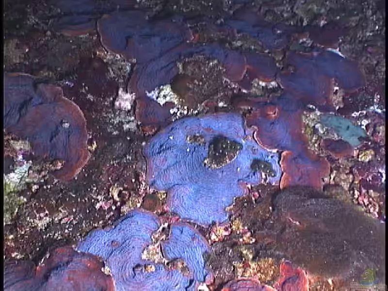 Agaricia lamarcki im Aquarium halten (Einrichtungsbeispiele für Lamarcks Blattkoralle)