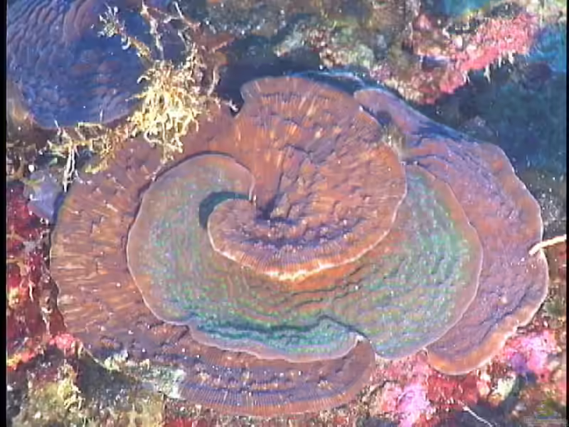 Agaricia undata im Aquarium halten (Einrichtungsbeispiele für Großpolypige Steinkoralle)