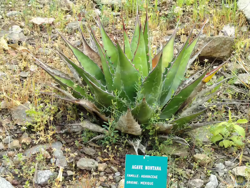 Agave montana im Garten pflanzen (Einrichtungsbeispiele mit Berg-Agave)