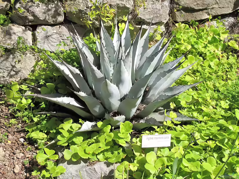 Agave neomexicana im Garten pflanzen (Einrichtungsbeispiele mit Agave neomexicana)