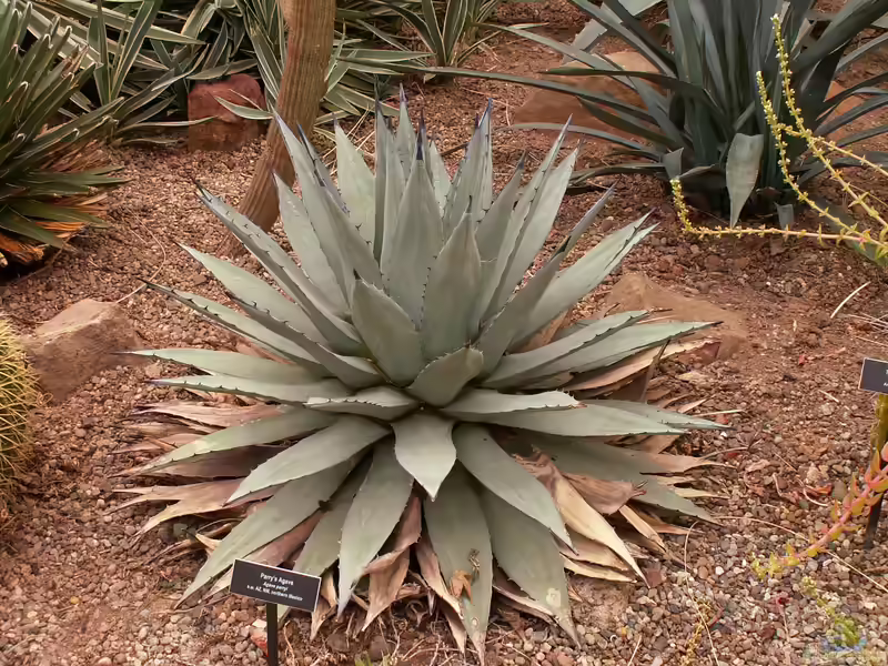 Agave parryi im Garten pflanzen (Einrichtungsbeispiele mit Agave parryi)