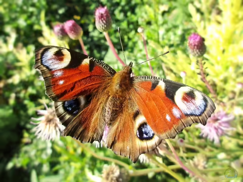 Aglais io im Garten (Einrichtungsbeispiele mit Tagpfauenaugen)