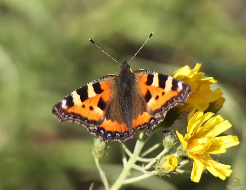 Aglais urticae im Garten (Einrichtungsbeispiele mit Kleiner Fuchs)
