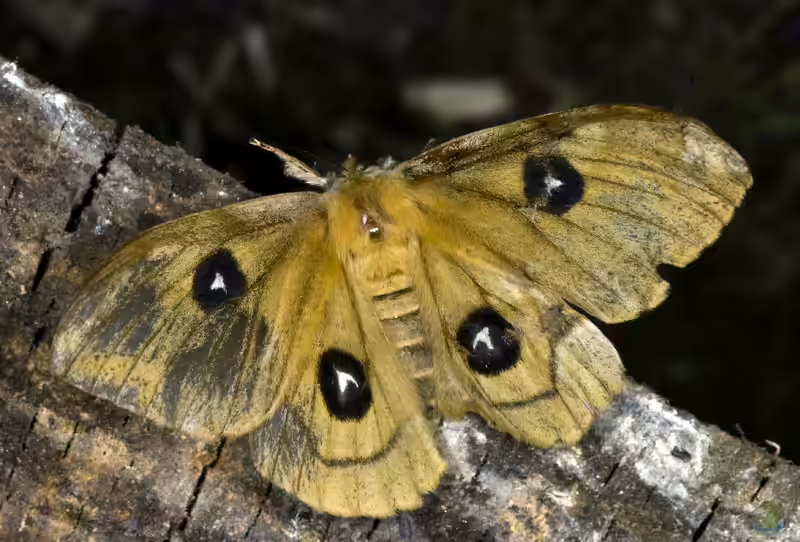 Aglia tau im Garten (Einrichtungsbeispiele mit Nagelfleck)