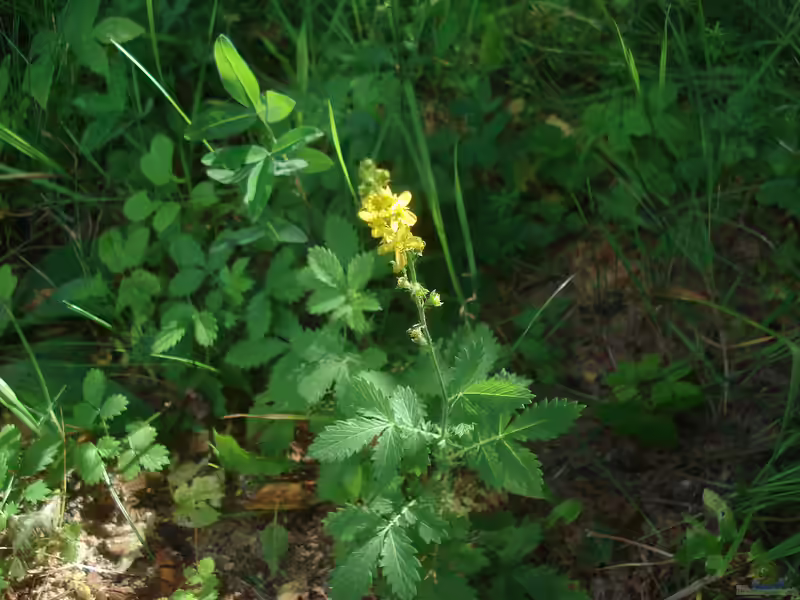 Agrimonia gryposepala im Garten pflanzen (Einrichtungsbeispiele mit Behaarter Odermennig)