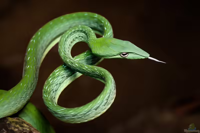 Ahaetulla prasina im Terrarium halten (Einrichtungsbeispiele mit Grüne Peitschennattern)