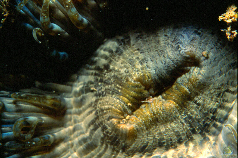 Aiptasia mutabilis im Aquarium halten (Einrichtungsbeispiele für Witwenrose)  - Aiptasia-mutabilisaquarium