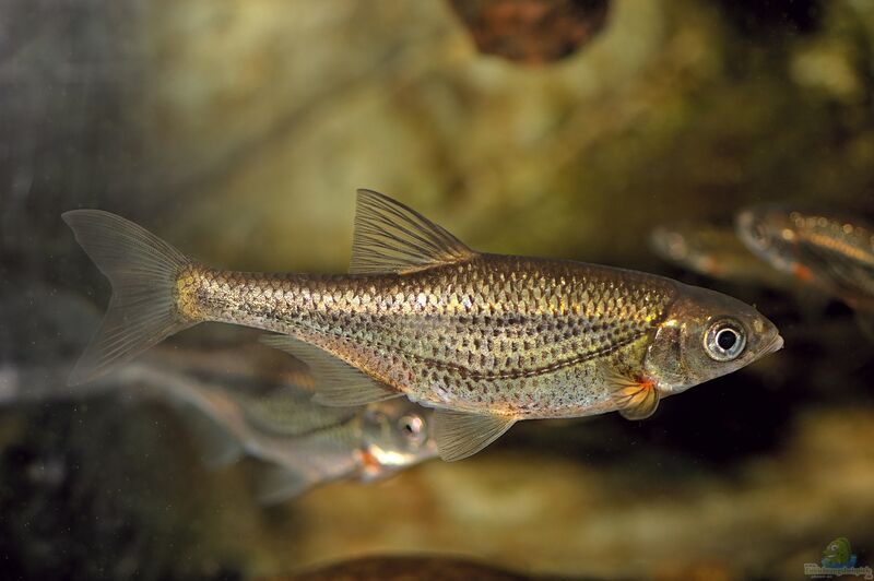 Alburnoides bipunctatus im Teich halten (Einrichtungsbeispiele für Schneider)