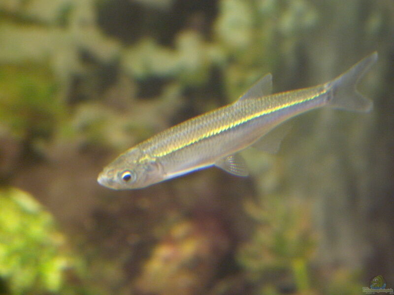 Alburnus alburnus im Teich halten (Einrichtungsbeispiele für Laube)