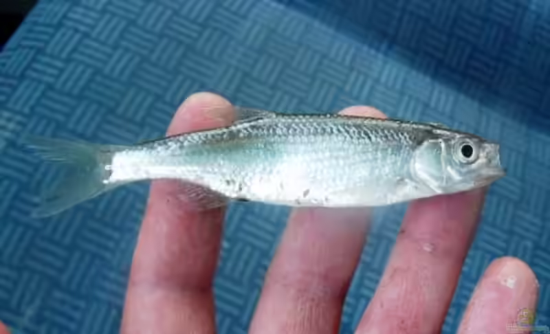 Alburnus arborella im Teich halten (Einrichtungsbeispiele für Mittelmeer-Ukelei)