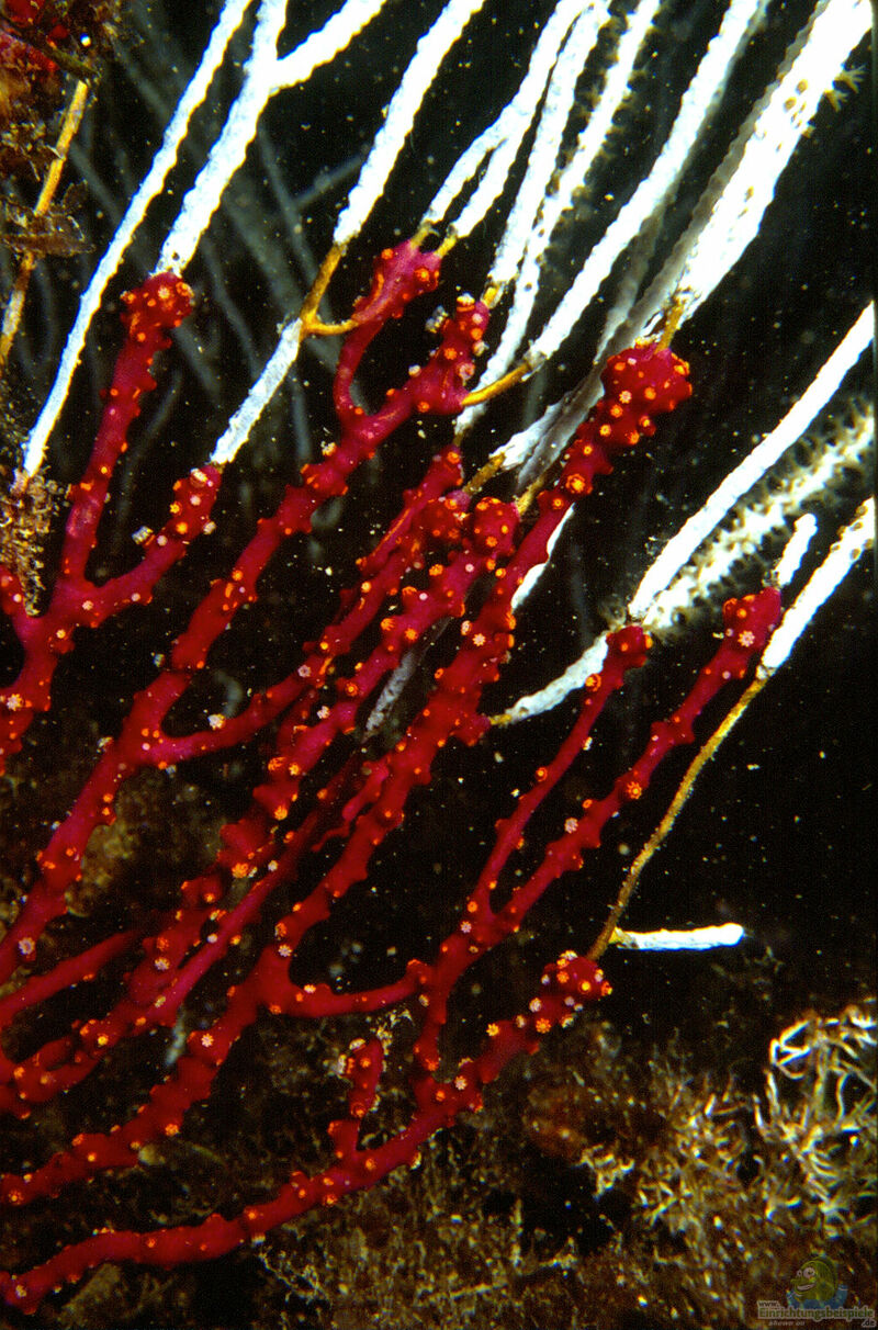 Alcyonium coralloides im Aquarium halten (Einrichtungsbeispiele für Meerhand)  - Alcyonium-coralloidesaquarium