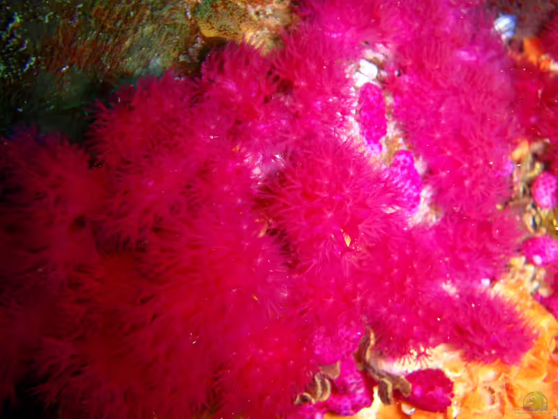 Alcyonium fauri im Aquarium halten (Einrichtungsbeispiele für Weichkoralle)