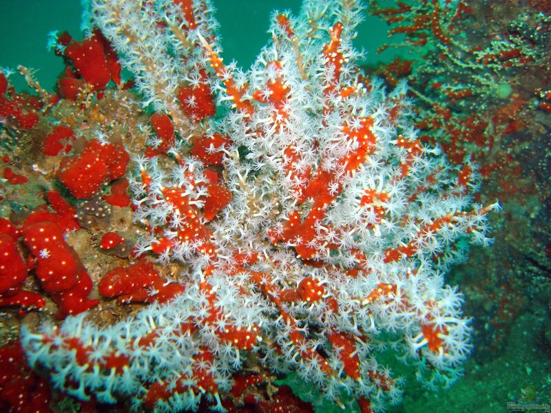 Alcyonium glomeratum im Aquarium halten (Einrichtungsbeispiele für Rote Meerhand)  - Alcyonium-glomeratum-slnkaquarium