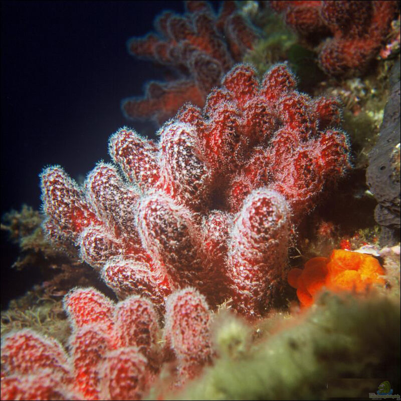 Alcyonium palmatum im Aquarium halten (Einrichtungsbeispiele für Große Meerhand)  - Alcyonium-palmatumaquarium