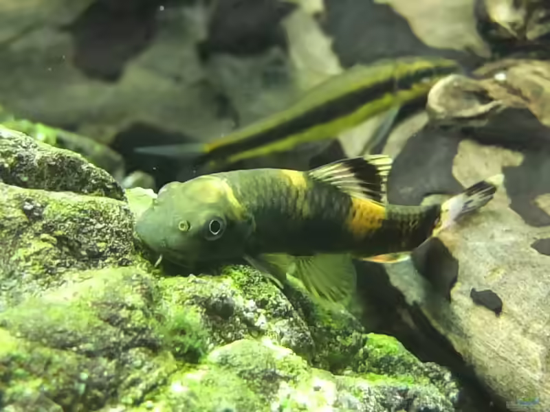 Algenfresser im Aquarium: Sinnvolle Helfer gegen Algen und was sie wirklich leisten (Einrichtungsbeispiele Algenfressern)