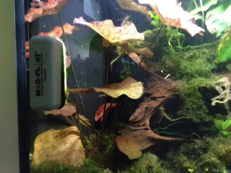 Algenmagnet – Das unverzichtbare Werkzeug für saubere Aquarienscheiben (Einrichtungsbeispiele mit Algenmagnet)