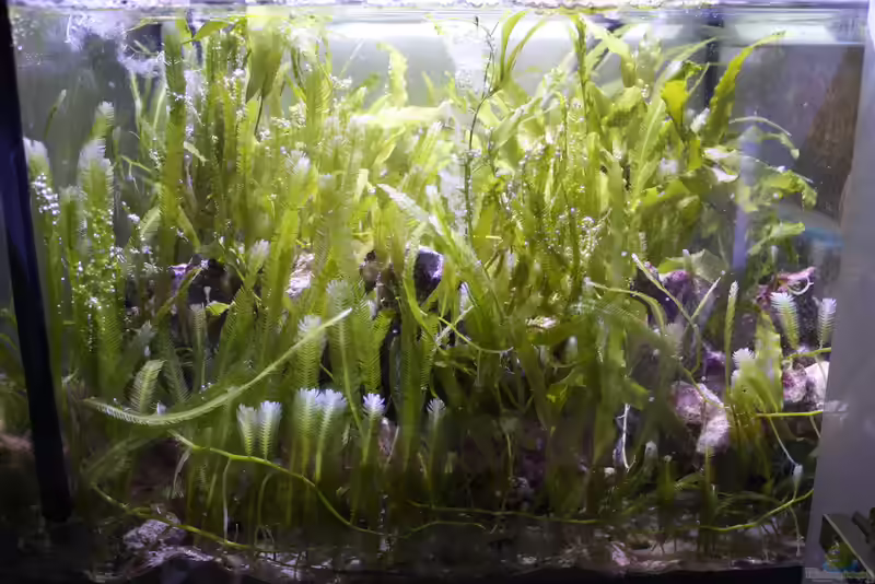 Algenrefugium im Aquarium – Biologische Filterung und stabiles Nährstoffmanagement (Einrichtungsbeispiele mit Algenrefugium)