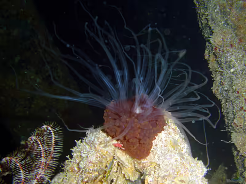 Alicia pretiosa im Aquarium halten (Einrichtungsbeispiele für Beerenanemone)
