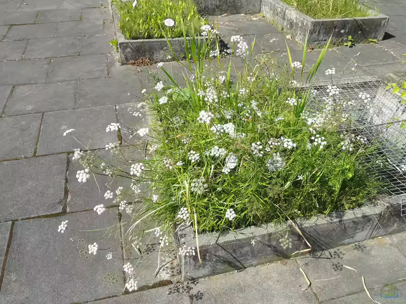 Alisma plantago-aquatica am Gartenteich (Einrichtungsbeispiele mit Große Wasserfeder)