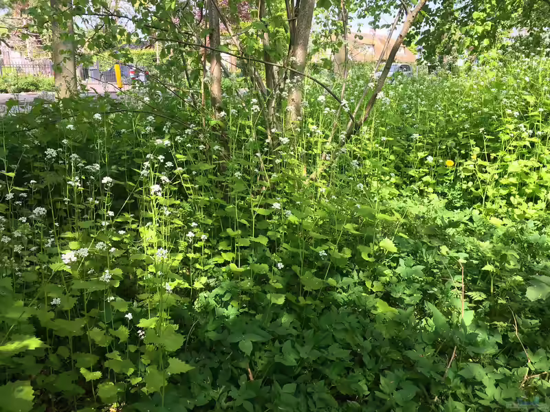 Alliaria petiolata am Gartenteich (Einrichtungsbeispiele mit Knoblauchsrauke)